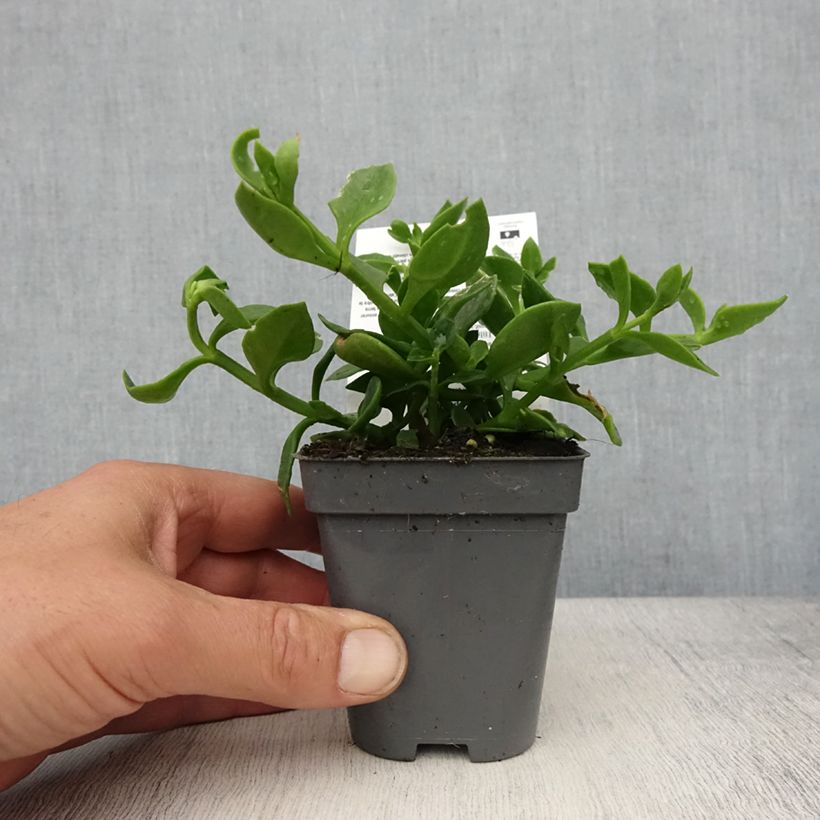 Spécimen de Aptenia cordifolia - Ficoide à feuilles en coeur Godet de 8/9 cm tel que livré au printemps
