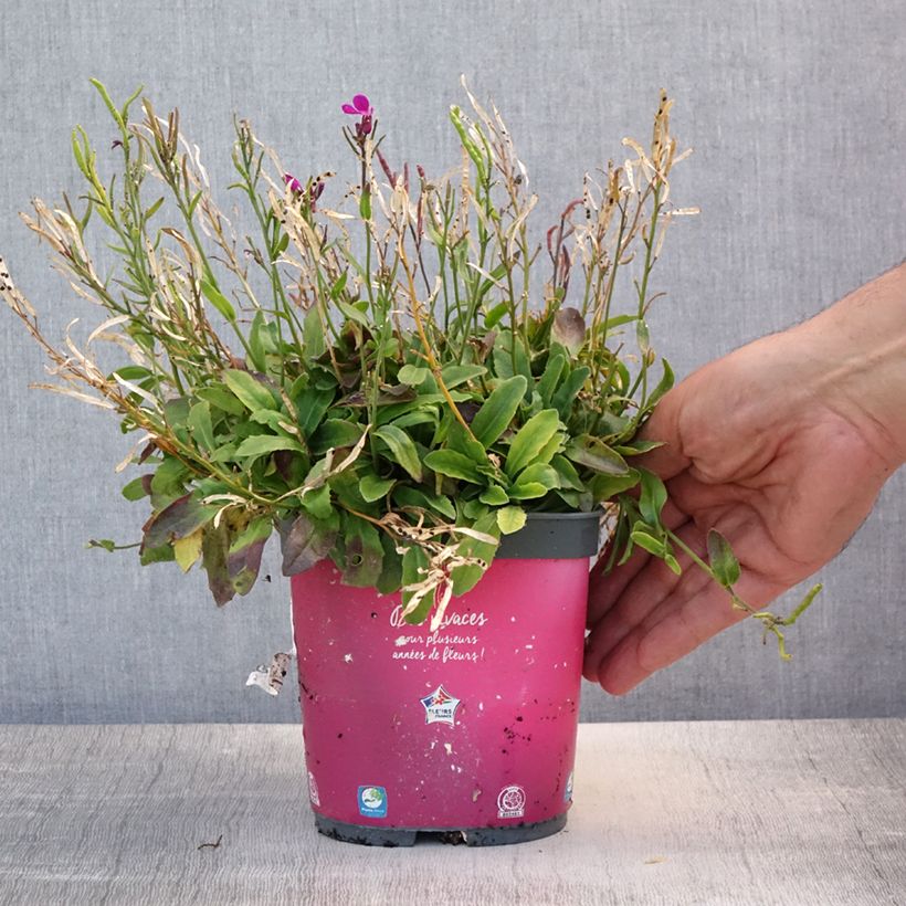 Spécimen de Arabis blepharophylla Pot de 2L/3L tel que livré en été