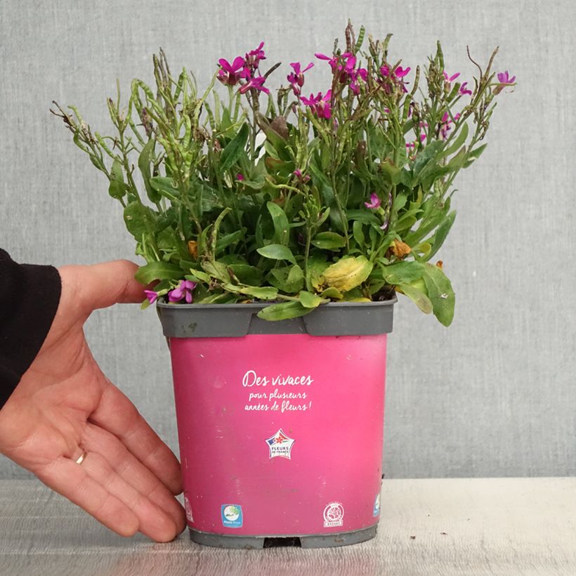 Spécimen de Arabis blepharophylla Pot de 2L/3L tel que livré au printemps