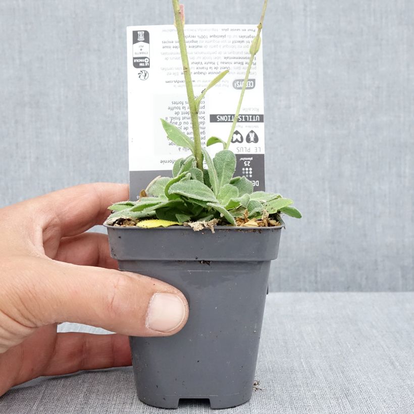 Spécimen de Arabis blepharophylla Rose Delight - Arabette de Californie Godet de 7/8 cm tel que livré en été
