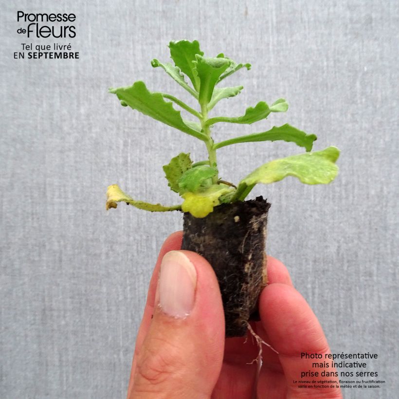 Spécimen de Arabis caucasica Alabaster - Motte de 3cm tel que livré en automne