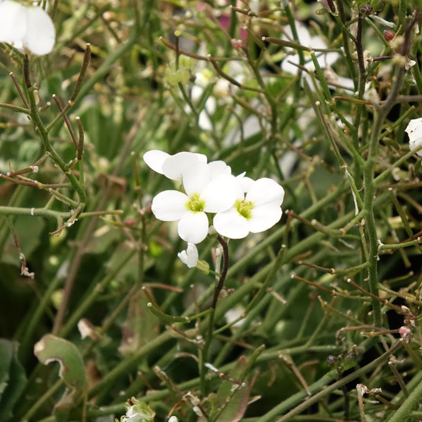 Arabis caucasica Alabaster (Floraison)