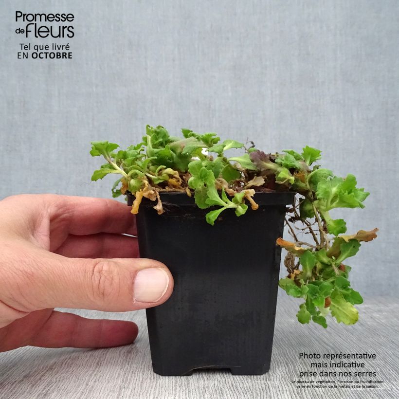 Spécimen de Arabis caucasica Aubris Deep Rose - Arabette du Caucase - Godet de 8/9 cm tel que livré au printemps
