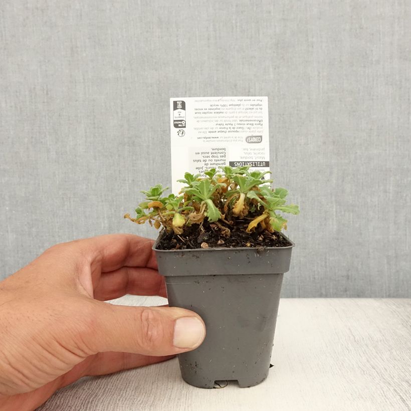 Spécimen de Arabis caucasica Snowball - Corbeille d'argent Godet de 8/9 cm tel que livré en été