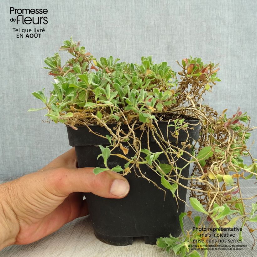 Spécimen de Arabis caucasica Snowcap (Schneehaube) Pot de 2L/3L tel que livré en été