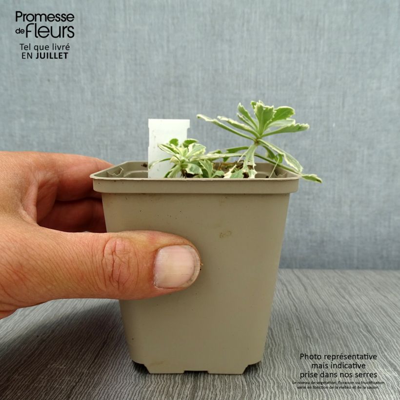 Spécimen de Arabis caucasica Variegata Godet de 8/9 cm tel que livré en été