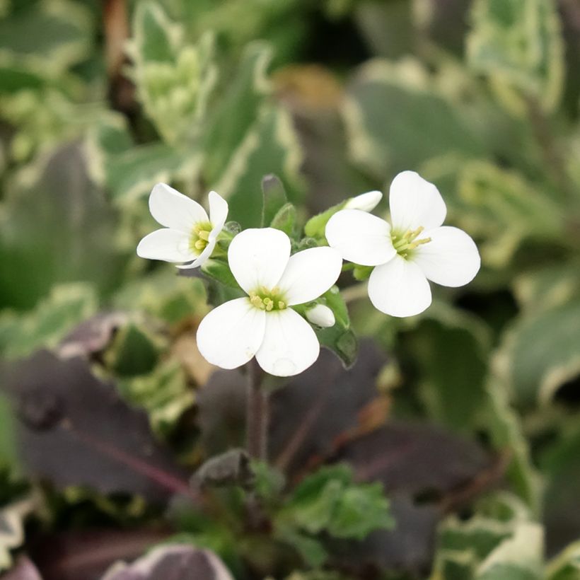 Arabis caucasica Variegata (Floraison)