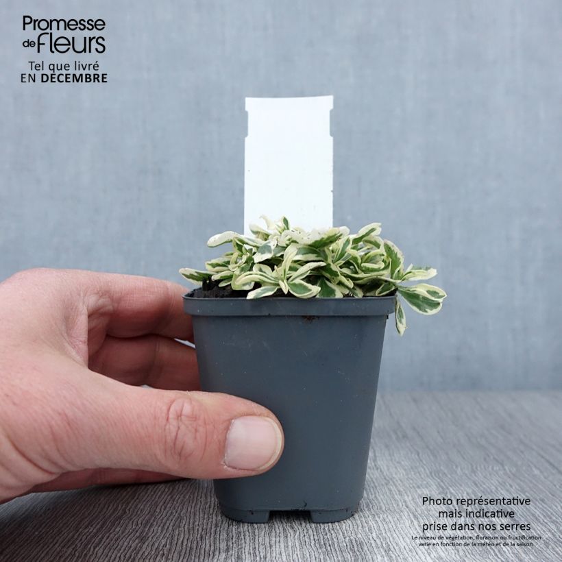Spécimen de Arabis ferdinandi coburgii - Arabette, Corbeille d'argent Godet de 8/9 cm tel que livré en automne