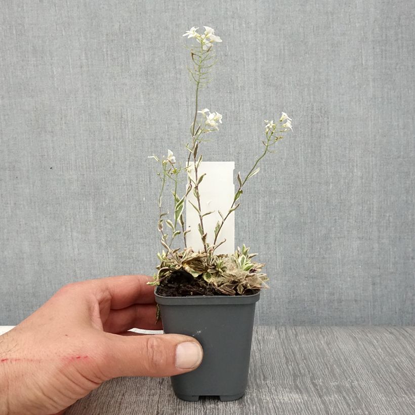 Spécimen de Arabis ferdinandi coburgii - Arabette, Corbeille d'argent Godet de 8/9 cm tel que livré au printemps