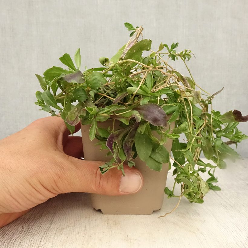 Spécimen de Arabis procurrens Neuschnee - Corbeille d'argent Godet de 8/9 cm tel que livré en été
