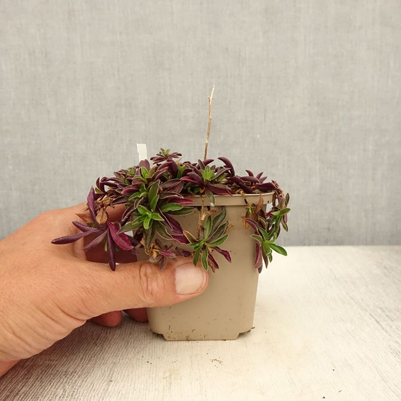 Spécimen de Arabis suendermannii - Corbeille d'argent Godet de 8/9 cm tel que livré en été