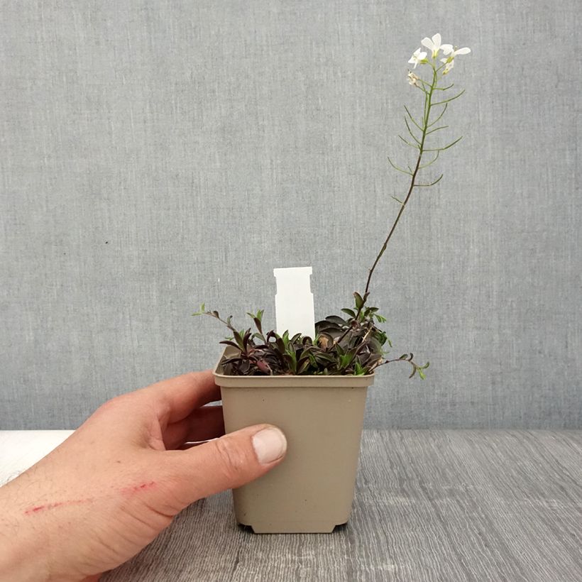 Spécimen de Arabis suendermannii - Corbeille d'argent Godet de 9cm tel que livré au printemps
