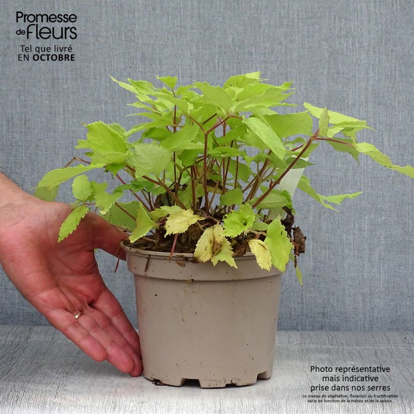 Spécimen de Aralia cordata Sun King - Aralie dorée Pot de 2L/3L tel que livré en automne