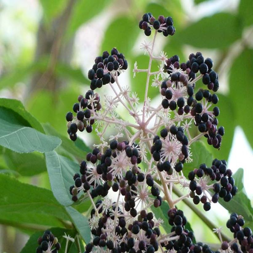 Aralia elata - Angélique en arbre du Japon (Récolte)