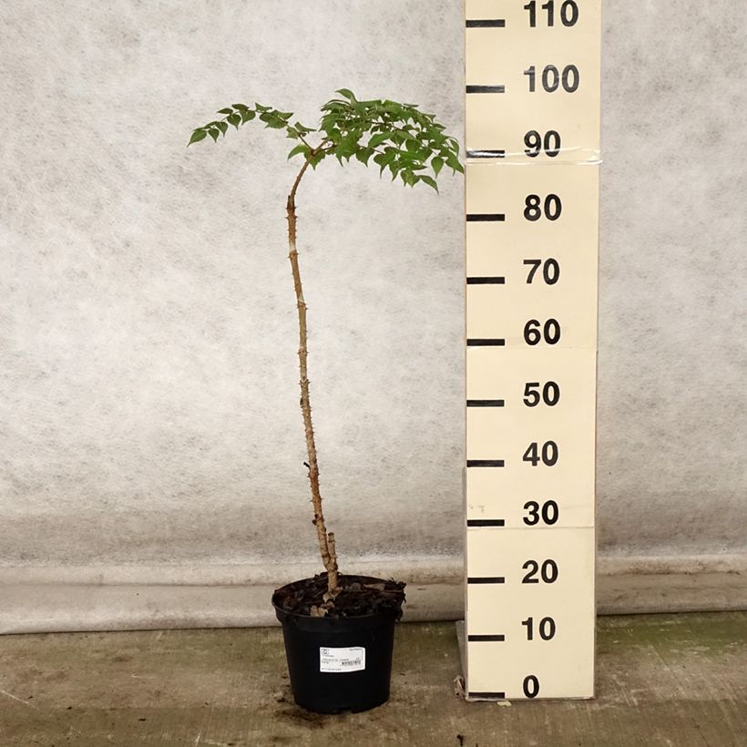 Spécimen de Aralia elata - Angélique en arbre du Japon Pot de 3L/4L tel que livré en automne