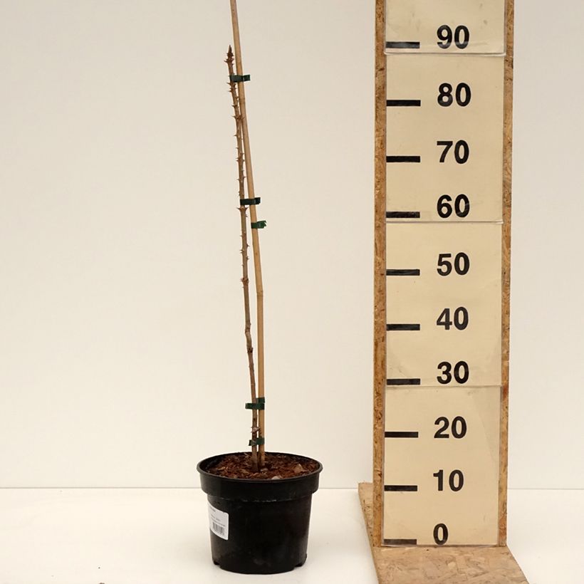 Spécimen de Aralia elata - Angélique en arbre du Japon Pot de 5L tel que livré au printemps