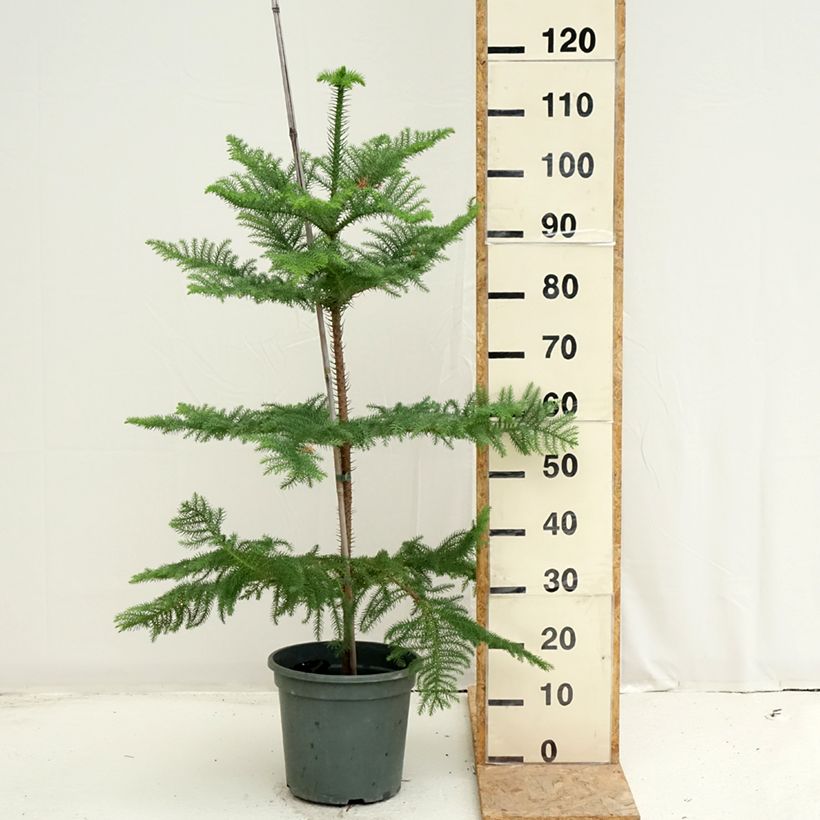 Spécimen de Araucaria heterophylla - Pin de Norfolk Pot de 7,5L/10L tel que livré en été