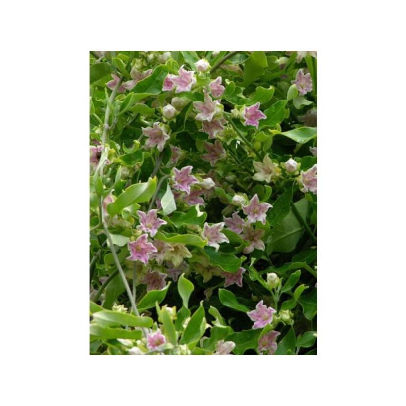 Araujia sericifera Rosea - Plante cruelle (Floraison)