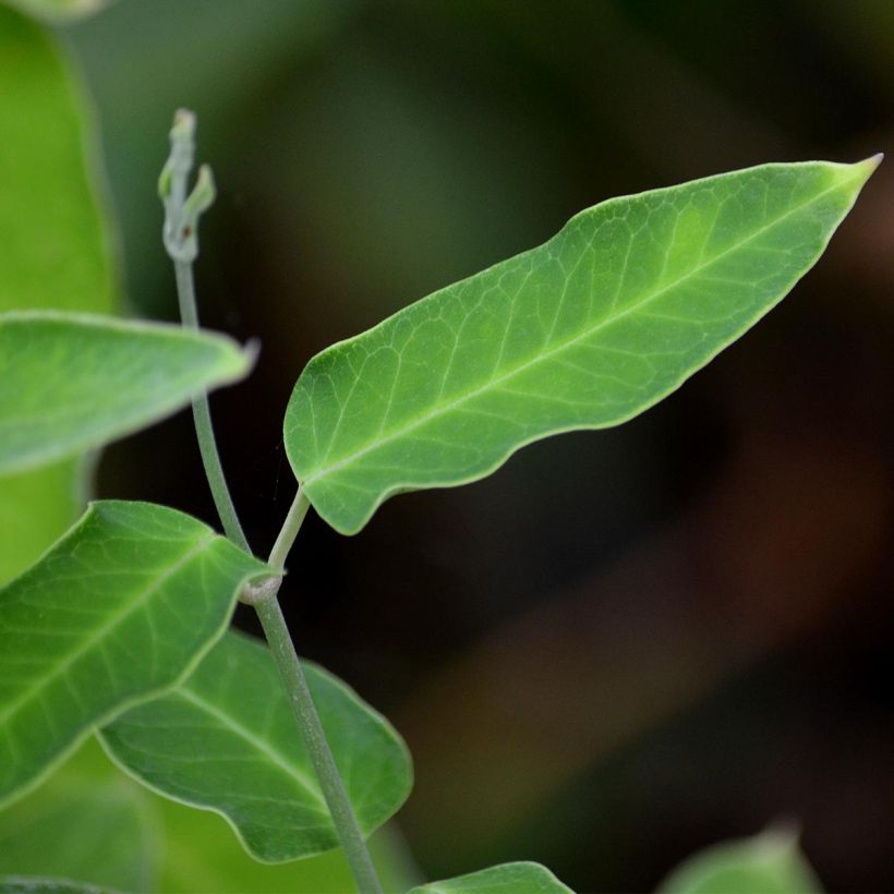 Araujia sericifera Alba - Plante cruelle (Feuillage)