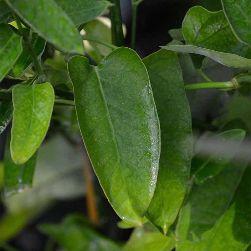 Araujia sericifera Pink - Plante cruelle (Feuillage)