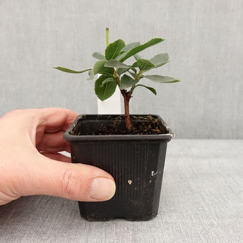 Spécimen de Arbousier Pink Giant 'Nevez' (Atlantic Rose) - Arbutus unedo - Godet de 8/9 cm tel que livré en hiver