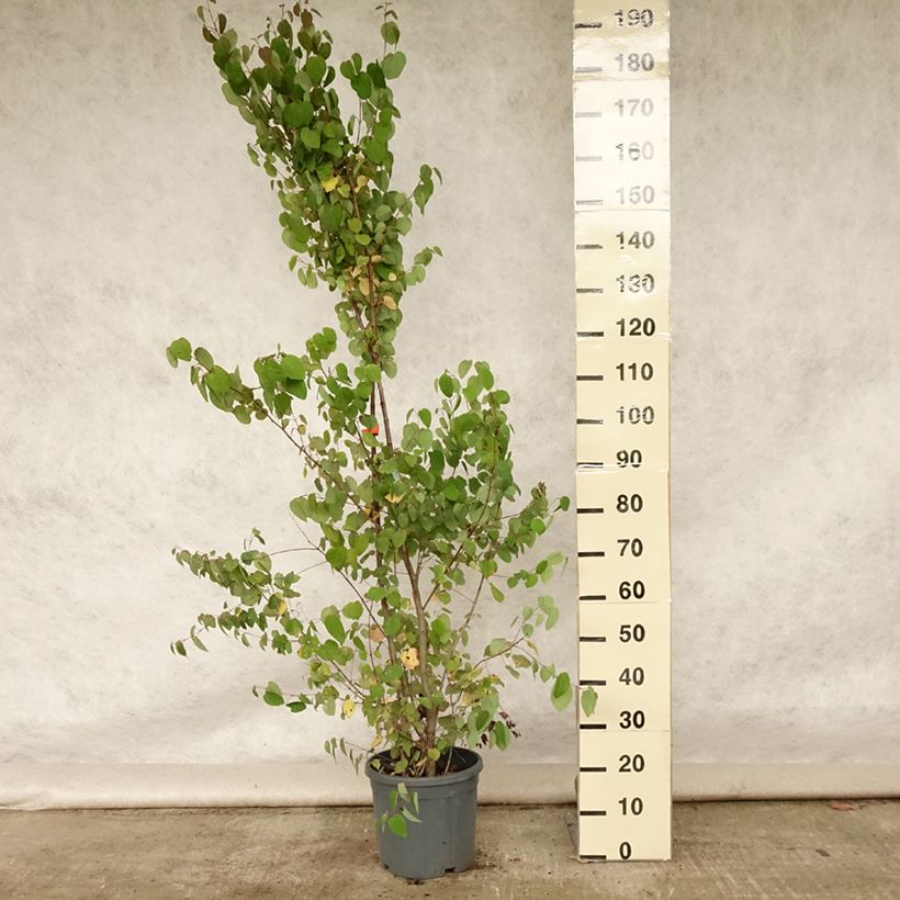 Spécimen de Arbre à caramel - Cercidiphyllum japonicum Pot de 7,5L/10L tel que livré en été