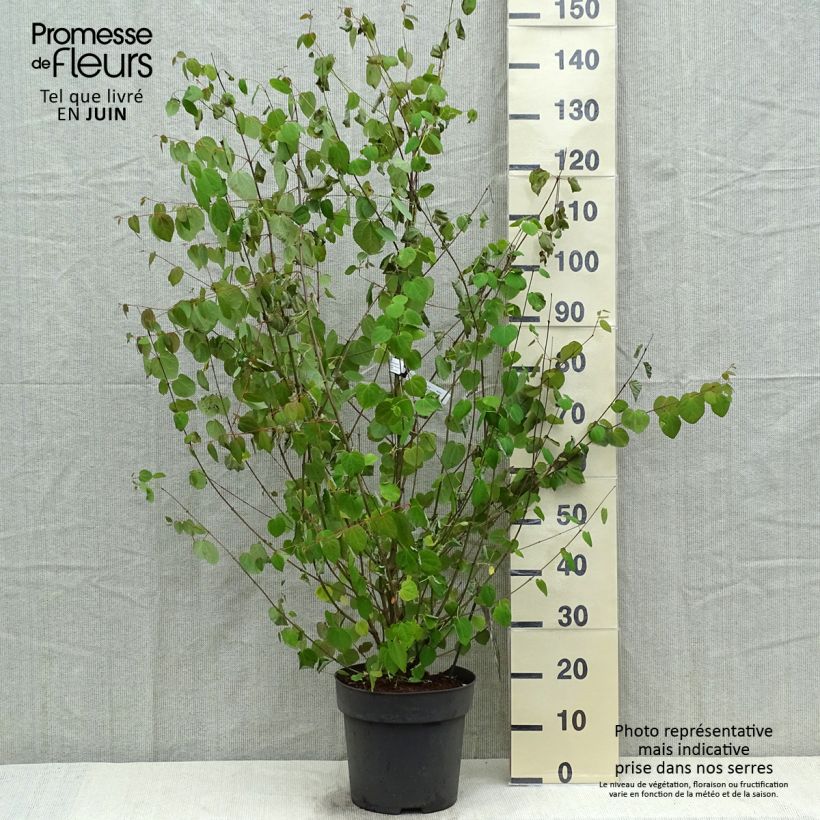 Spécimen de Arbre à caramel - Cercidiphyllum japonicum en pot de 10L tel que livré au printemps