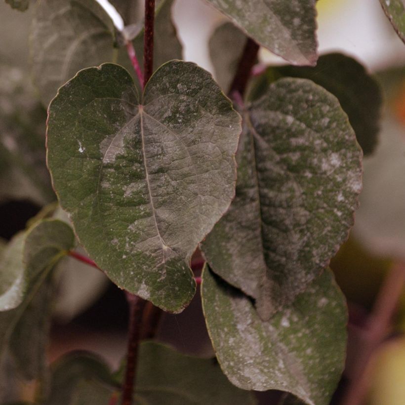 Arbre au caramel - Cercidiphyllum japonicum Rotfuchs (Feuillage)