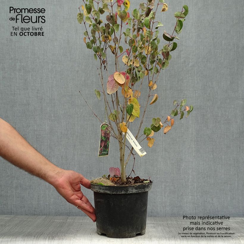 Spécimen de Arbre au caramel - Cercidiphyllum japonicum Rotfuchs Pot de 4L/5L tel que livré en automne