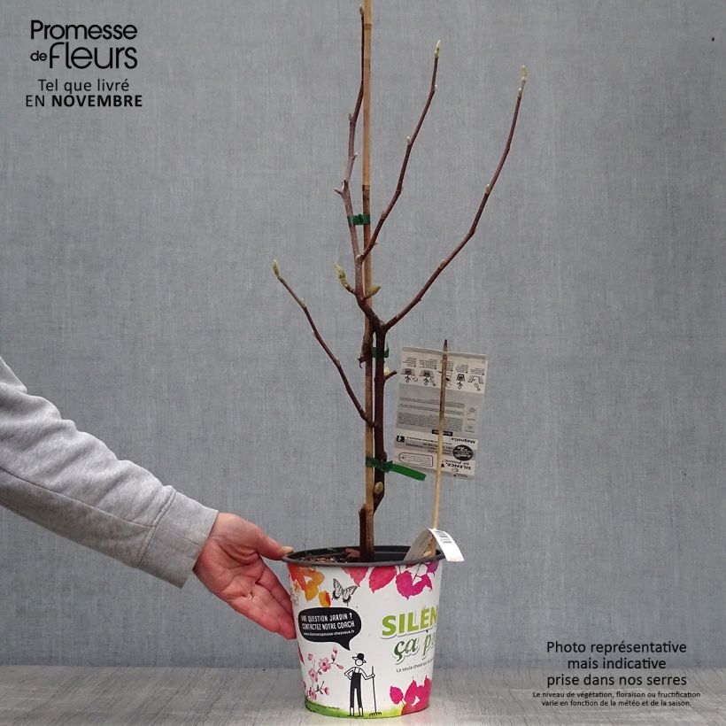 Spécimen de Magnolia acuminata Butterfly - Arbre à cornichons Pot de 4L/5L tel que livré en automne