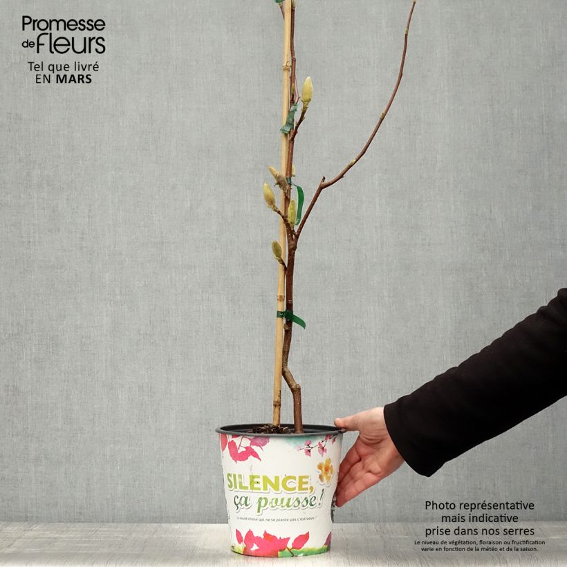 Spécimen de Magnolia acuminata Butterfly - Arbre à cornichons Pot de 4L/5L tel que livré au printemps