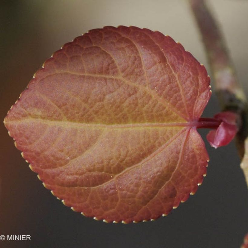 Arbre à caramel - Cercidiphyllum japonicum (Feuillage)