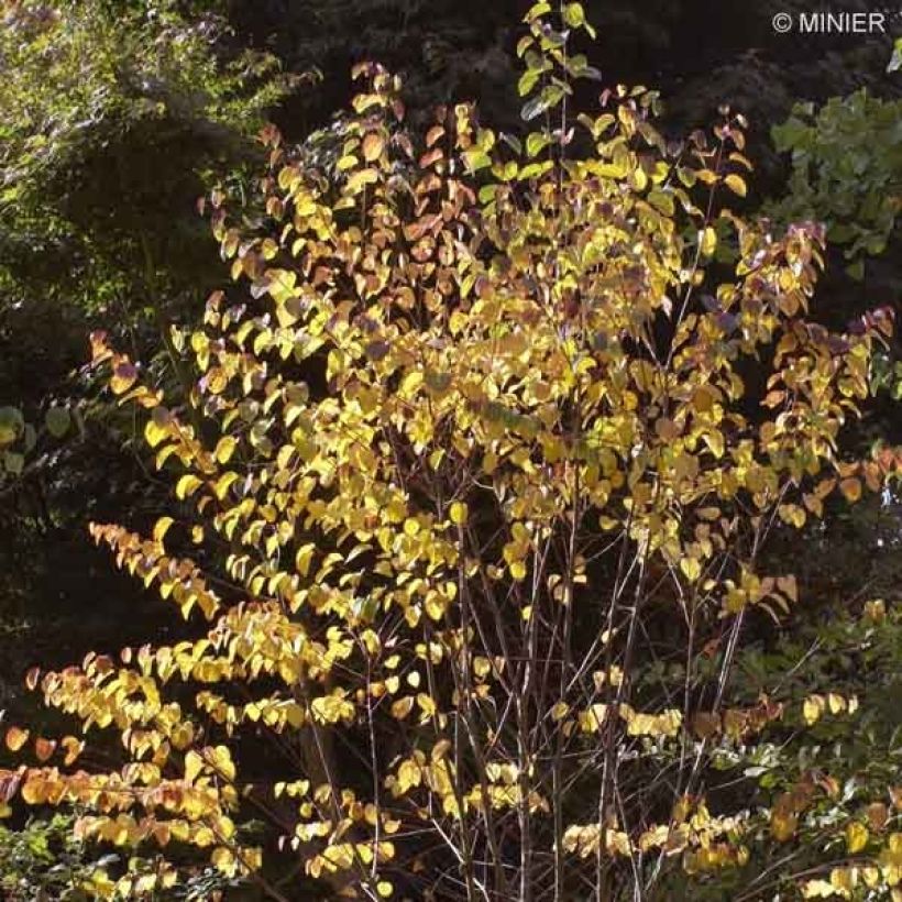 Arbre à caramel - Cercidiphyllum japonicum (Port)