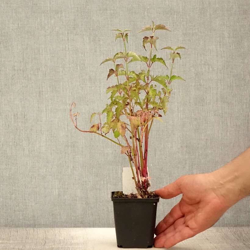 Spécimen de Arbre aux faisans - Leycesteria formosa Godet de 8/9 cm tel que livré en été