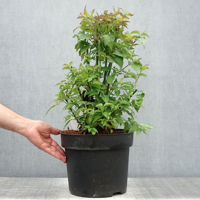 Spécimen de Arbre aux faisans - Leycesteria formosa Pot de 7,5L/10L tel que livré en été