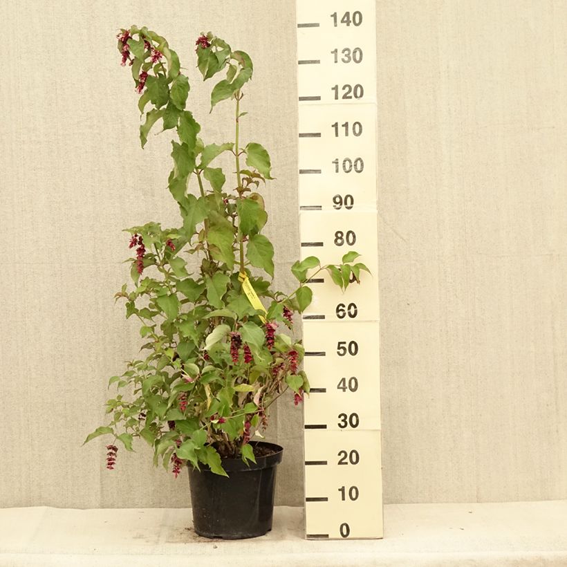 Spécimen de Arbre aux faisans Purple Rain Pot de 7,5L/10L tel que livré en été