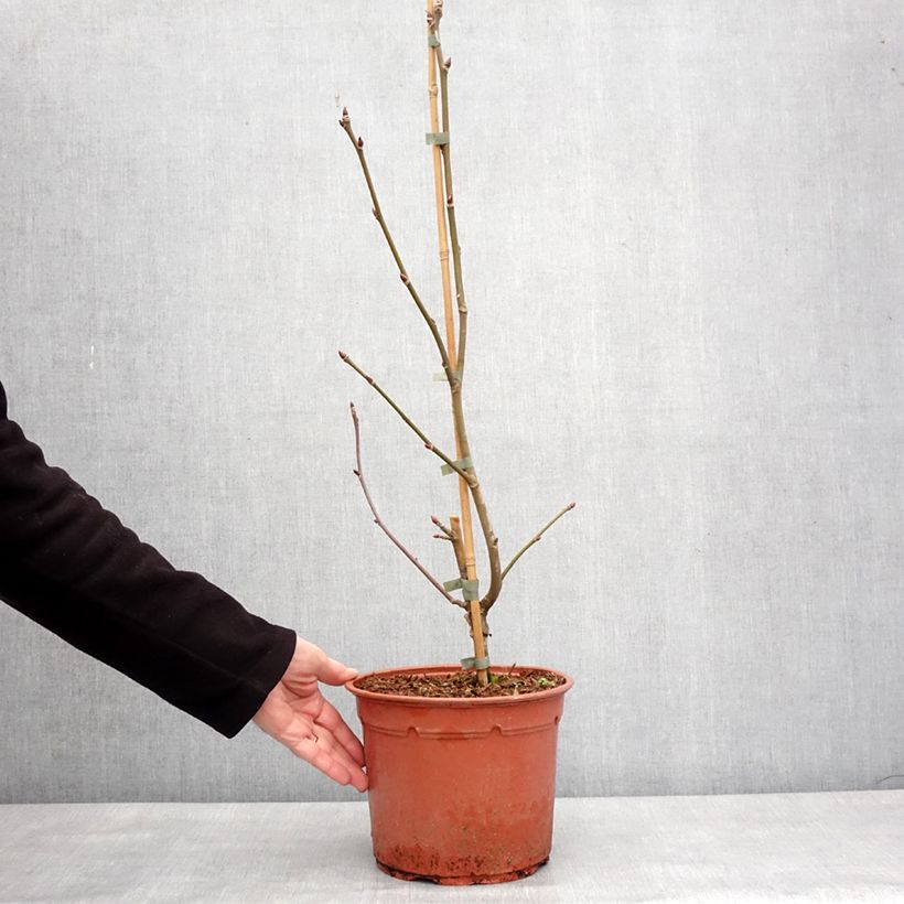 Spécimen de Arbre aux mouchoirs - Davidia involucrata Lady Dahlia - Pot de 4L/5L tel que livré en hiver