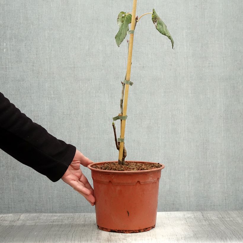 Spécimen de Arbre aux mouchoirs - Davidia involucrata Sonoma Pot de 3L/4L tel que livré en automne