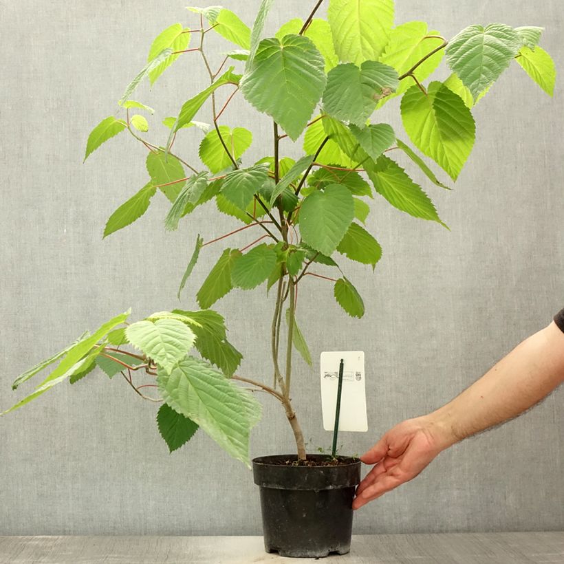 Spécimen de Arbre aux mouchoirs - Davidia involucrata var. vilmoriniana Pot de 3L/4L tel que livré en été