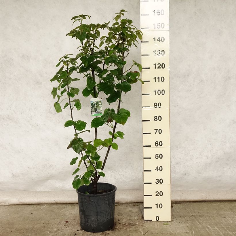 Spécimen de Arbre aux mouchoirs - Davidia involucrata var. vilmoriniana Pot de 18L/20L tel que livré en été