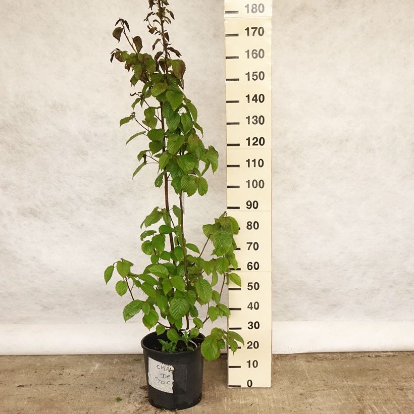 Spécimen de Arbre aux mouchoirs - Davidia involucrata var. vilmoriniana Pot de 18L/20LHauteur livrée env. 100+cm tel que livré au printemps