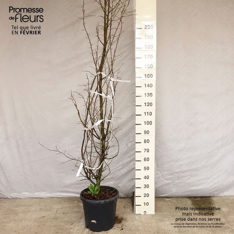 Spécimen de Arbre de fer - Parrotia persica tel que livré en hiver