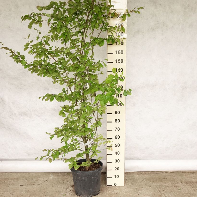 Spécimen de Arbre de fer - Parrotia persica en pot de 30L/35L tel que livré au printemps
