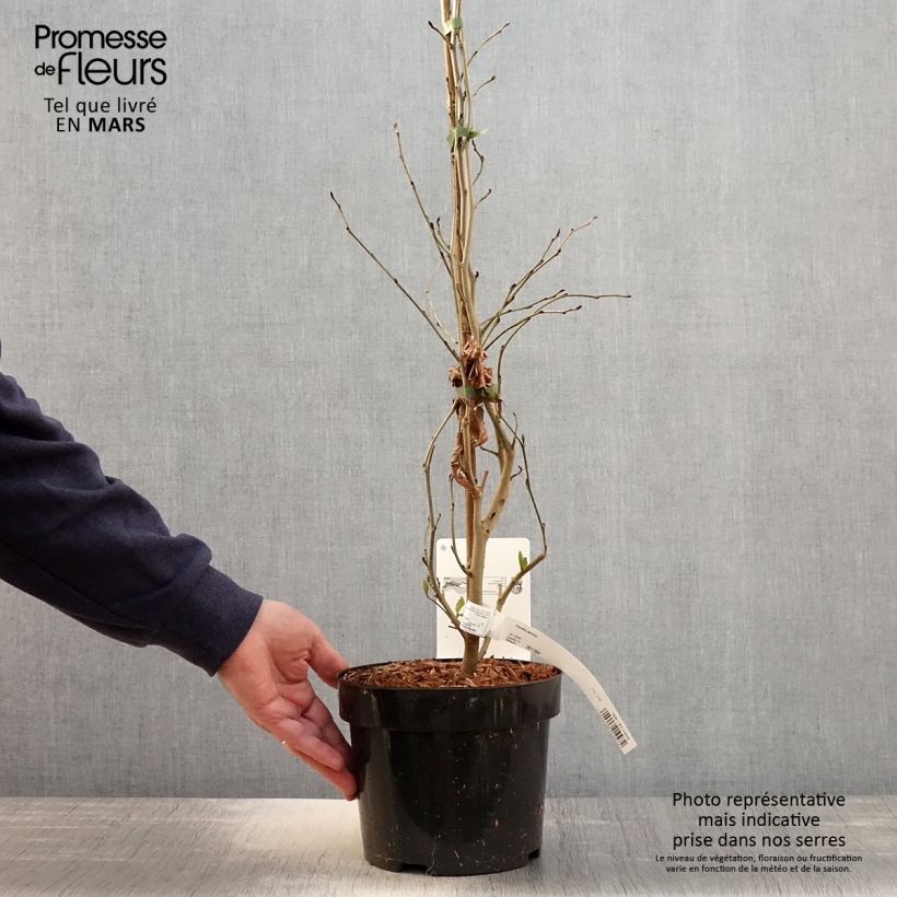 Spécimen de Arbre de fer - Parrotia persica en pot de 3L/4L tel que livré au printemps