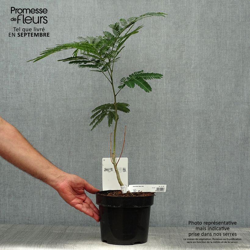 Spécimen de Albizia julibrissin Rouge de Tuilière - Arbre à soie Pot de 3L/4L tel que livré en automne