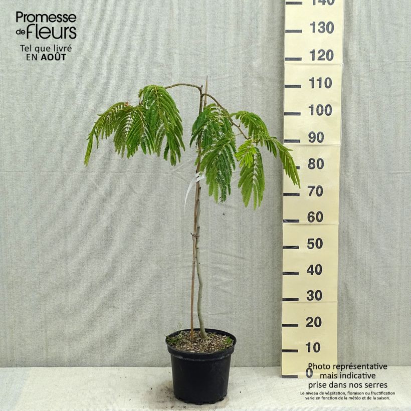 Spécimen de Albizia julibrissin Shidare - Arbre à soie Pot de 7,5L/10L, Baliveau tel que livré en été