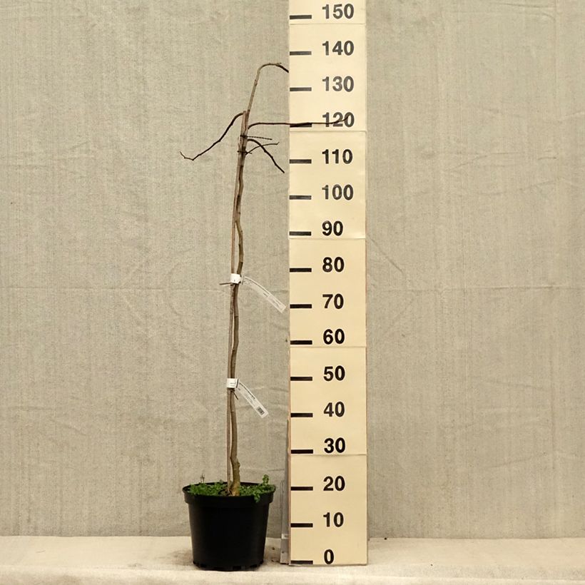 Spécimen de Albizia julibrissin Shidare - Arbre à soie Pot de 7,5L/10L, BaliveauHauteur livrée env. 80/100cm tel que livré au printemps