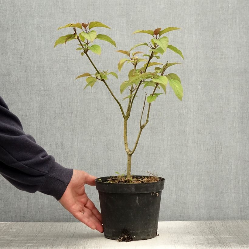 Spécimen de Arbre du clergé Fargesii - Clerodendrum trichotomum Fargesii Pot de 2L/3L tel que livré en été