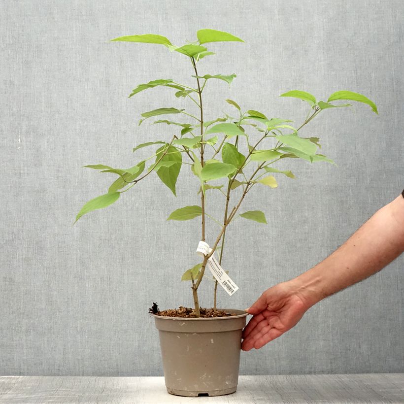 Spécimen de Arbre du clergé Fargesii - Clerodendrum trichotomum Fargesii Pot de 3L/4L tel que livré en été