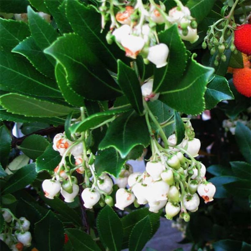 Arbutus unedo - Arbousier (Floraison)